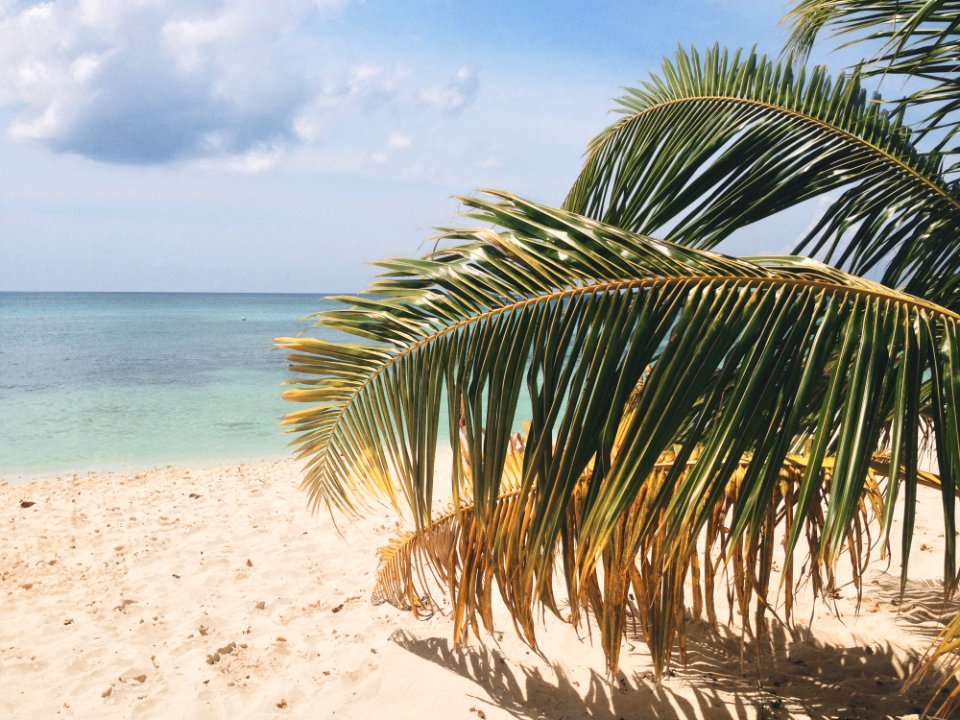 Palm