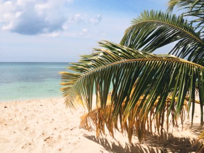 Palm