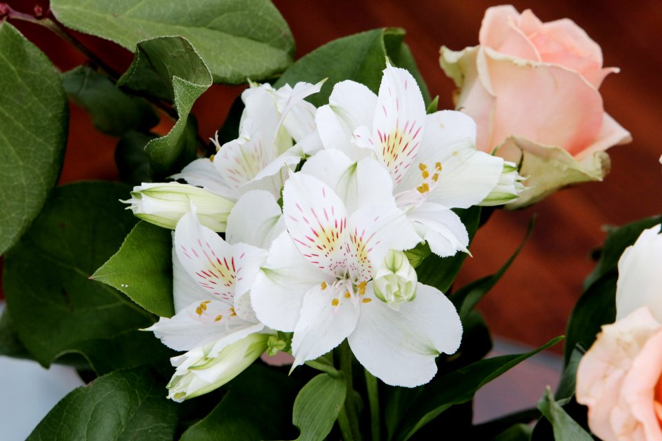 Flowers