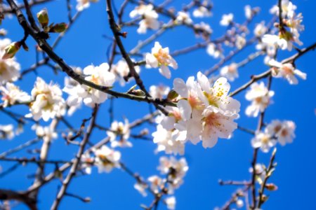 Almond Blossom photo
