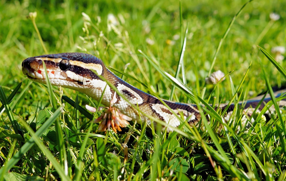 Wilderness reptile scale
