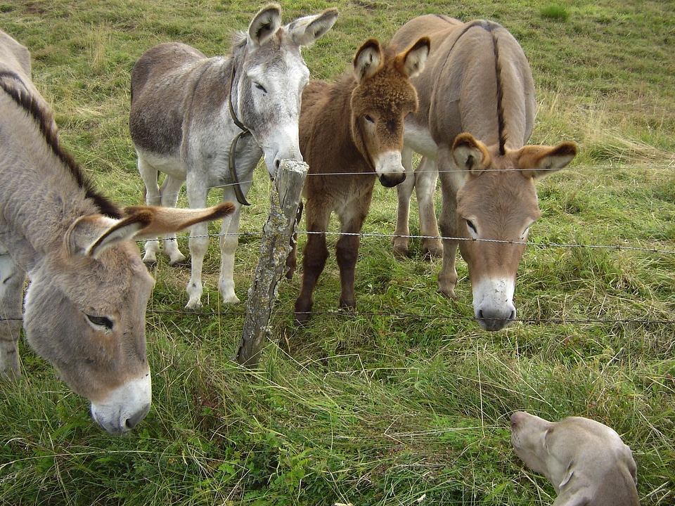 Donkeys dog friendship