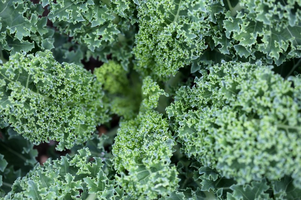 Kale photo