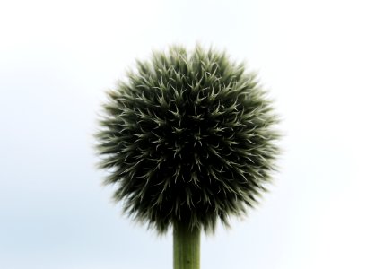 Flower Ball