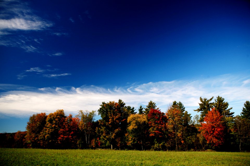 Meadow