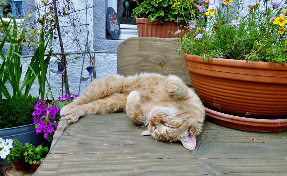 Sleep garden table lazy