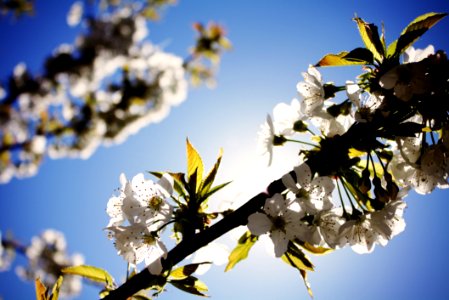 Cherry Tree