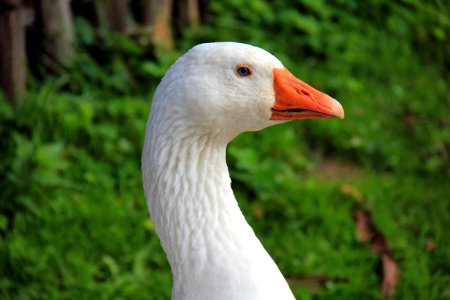 White And Orange Goose photo