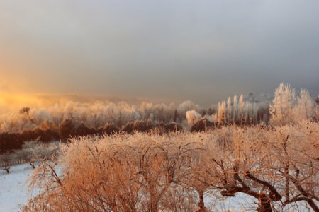 Frozen Morning