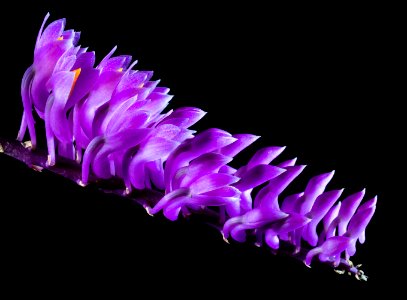 Purple Orchid Flowers