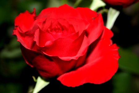 Red Rose In Close Up Photography