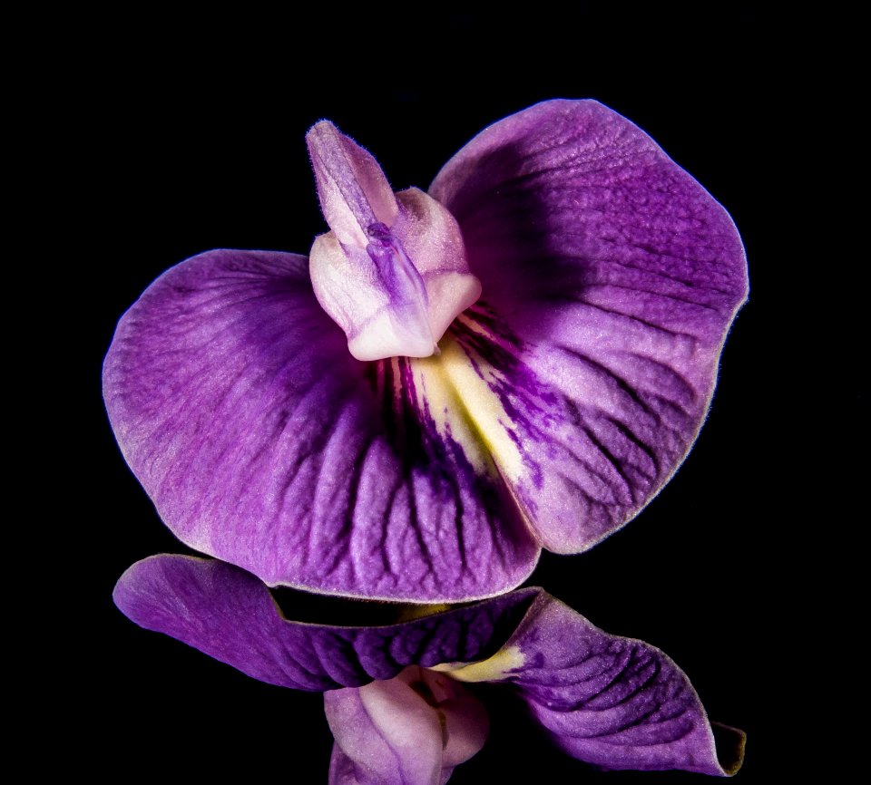 Purple And White Orchid In Shallow Focus Lens