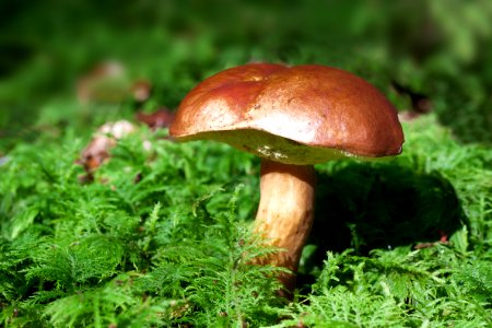 Brown Mushroom On Green Leaf Plant During Daytime