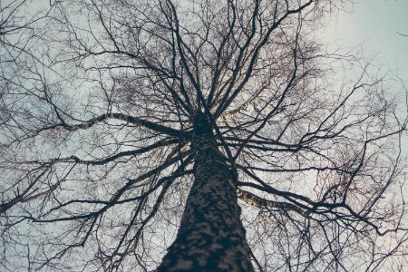 Low Angle View Of Bare Tree Against Sky photo