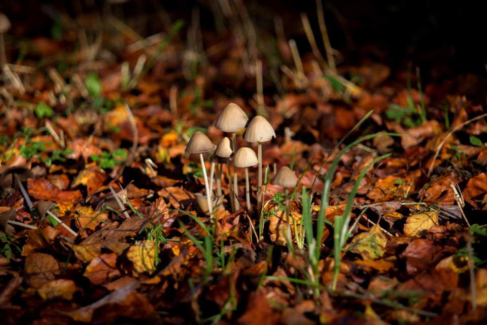 Mushrooms In Dried Leaves