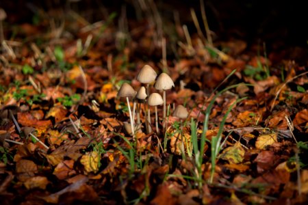 Mushrooms In Dried Leaves photo