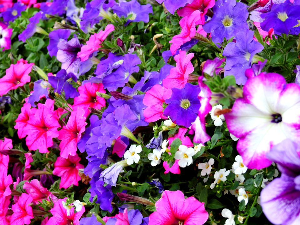 Purple Pink Petaled Flower