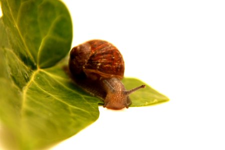 Macro Photo Of Brown Snail On Leaf photo