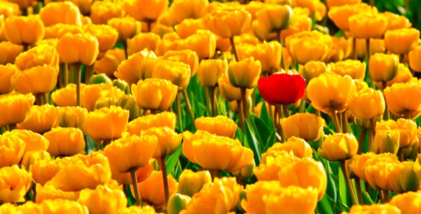 Yellow Petaled Flowers With One Red Petaled Flower Mixed In
