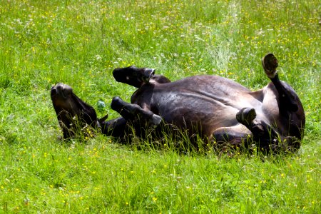 Black Horse Lying On Green Field photo