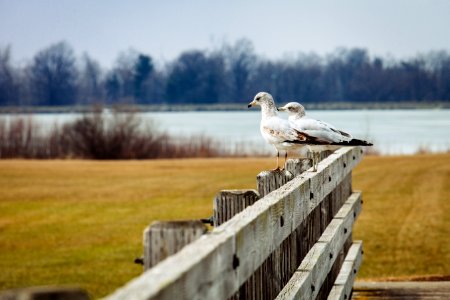 2 Birds In Brown Wooden Fence Near Lake During Day Time photo