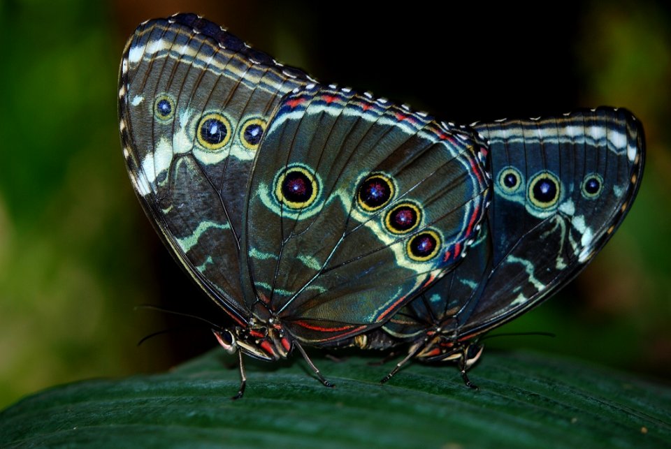 Shallow Focus Photography Of Black Monarch Butterfly Perched On Green Leaf