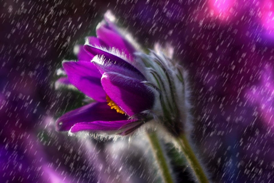 Purple Petaled Flower