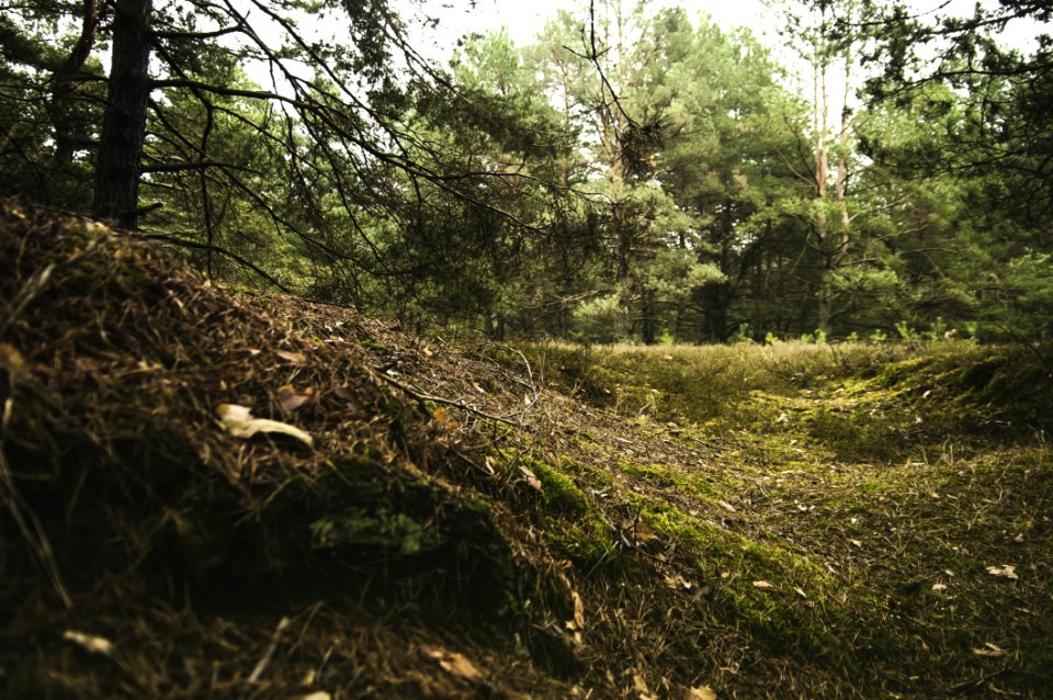 Sunny Forest Floor