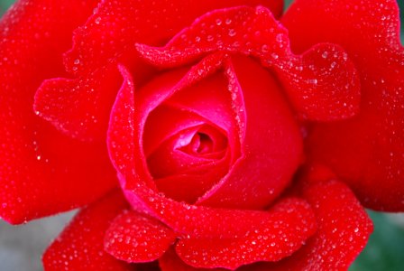 Red Rose With Clear Drop Waters photo