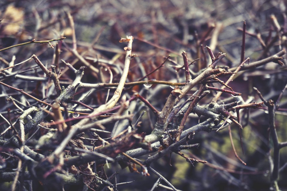 Twigs In A Forest