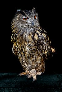 Brown And Silver Owl Standing On Green Textile