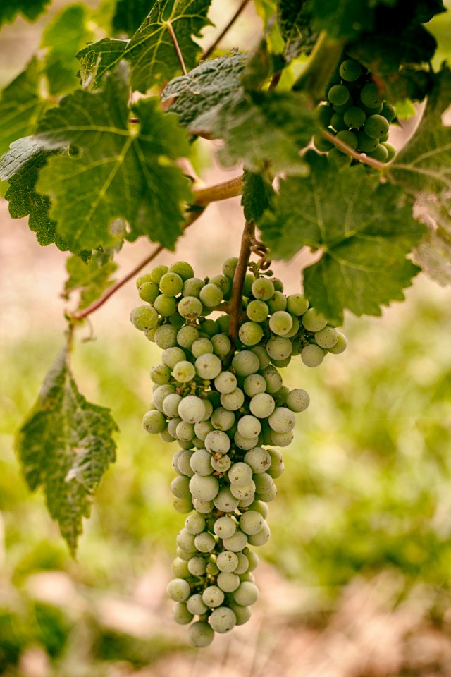 Green Grapes On Vine