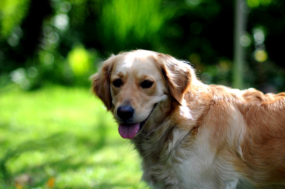Tan White Short Coat Dog On Grassy Area During Daytime
