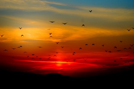 Flock Of Birds Flying Above The Mountain During Sunset photo