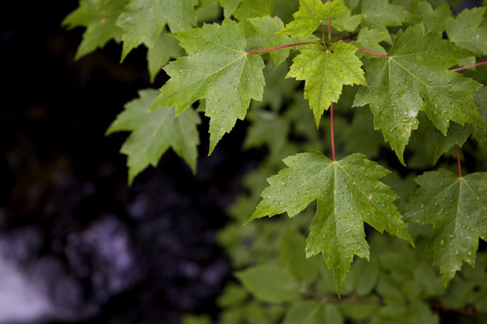 Green Leaf Plant