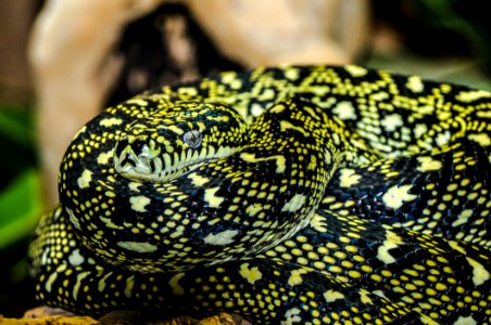 Yellow And Black Snake photo