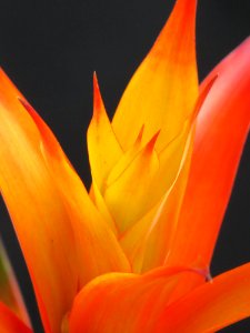 Orange And Yellow Petal Flower photo