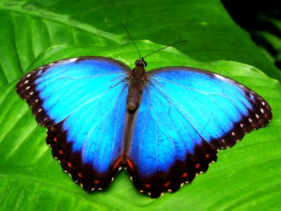 Blue And Black Butterfly