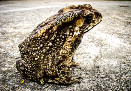 Black And Brown Frog Sitting On White Concrete Floor photo