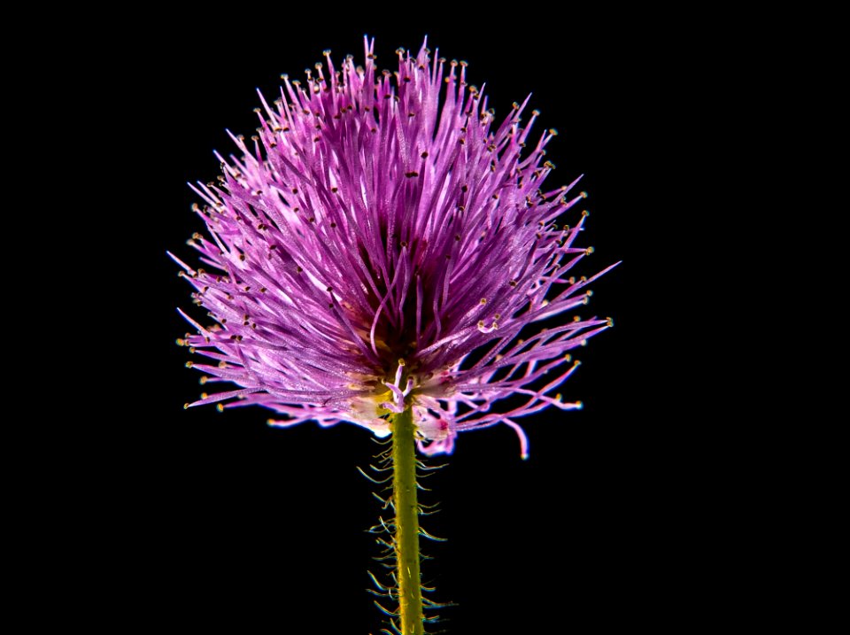 Purple Flower