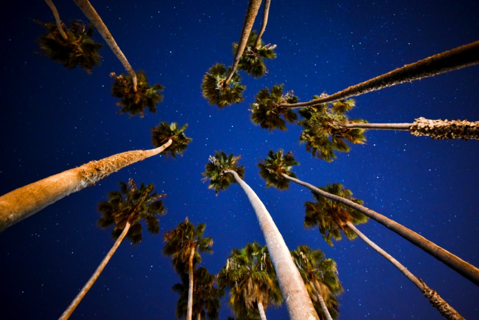 Palm Trees Under Blue Skies With Stars At Nigh Time