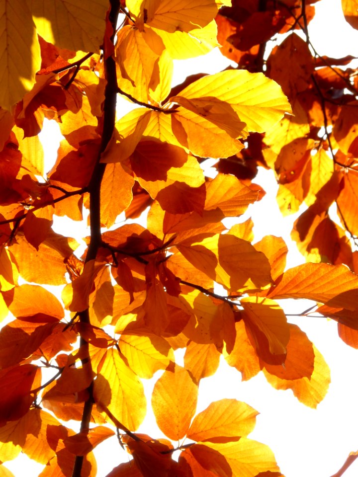 Yellow Leaf Illustration