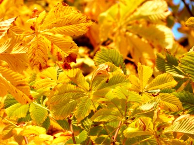 Green Leaf Macro Photography photo