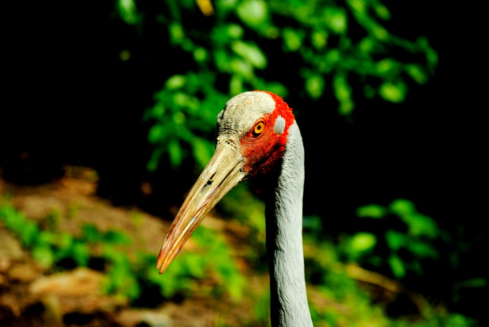 Gray Red Bird Near Trees