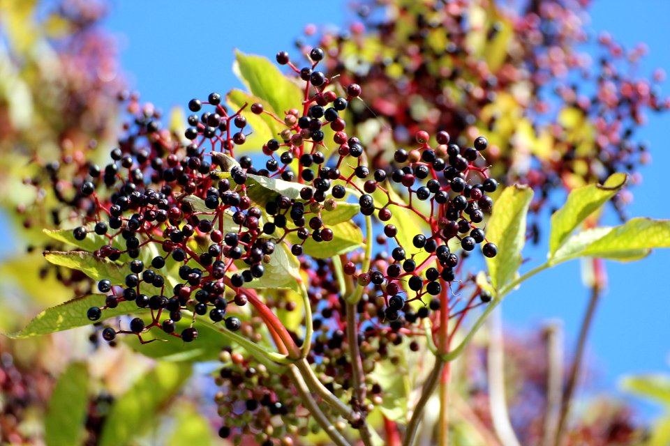 Black Round Fruits At Daytime