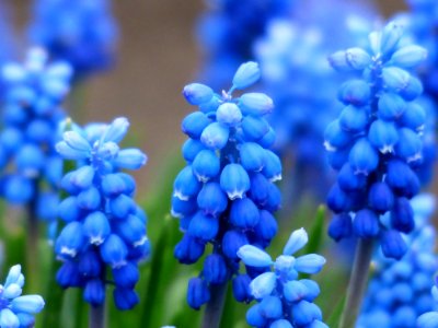 Blue And White Petaled Flower