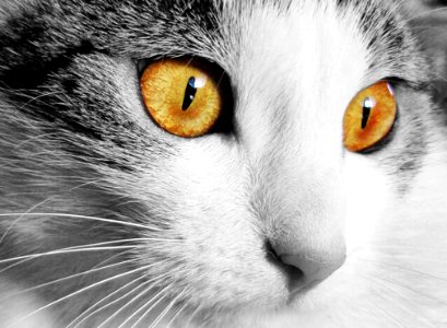 White And Gray Cat With Yellow Eyes In Selective Color Photography photo