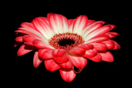 Red And White Petal Flower photo