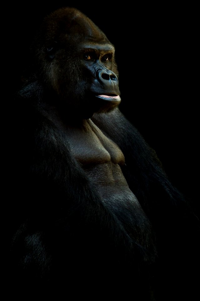 Black Gorrilla