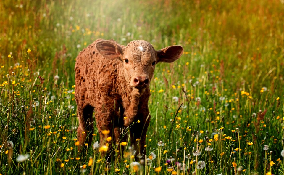 Calf Standing In Wildflowers